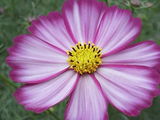 花2
