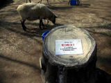 mokomokoSheep