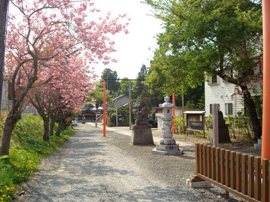 八重桜