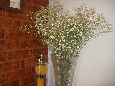 cafa´R花