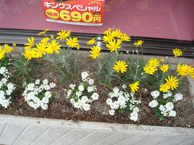 街の花01