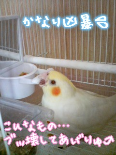 凶暴なインコ