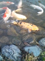 むつごろう