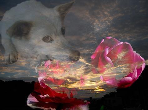 ¤æ¤áµÈ·¯¤ÈͼÊë¤ì¡õ¥Á¥å¡¼¥ê¥Ã¥×¡ã¹çÀ®¡ä