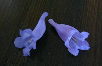 ジャカランダの花