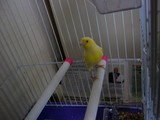 カナリア