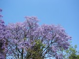 Jacaranda