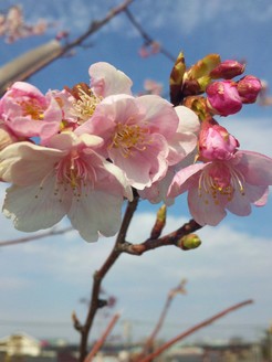 SH3D38_100221