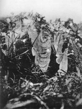 妖精の繭