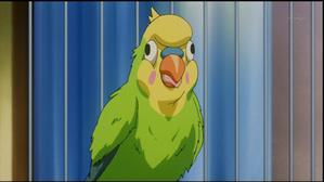 インコちゃん