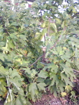 c69c0a88.jpg