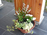 玄関の寄せ植え
