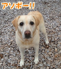 ドッグラン2