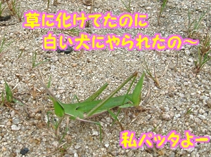 広場お散歩8