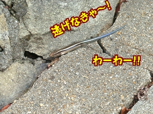 朝散歩13