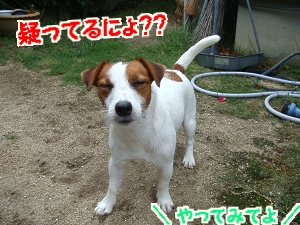 お庭遊び2