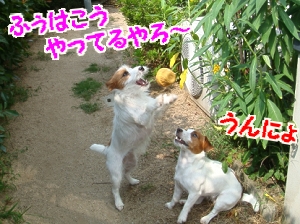 お庭遊び8