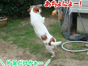 お庭遊び6