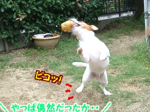 お庭遊び5