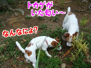 朝散歩2
