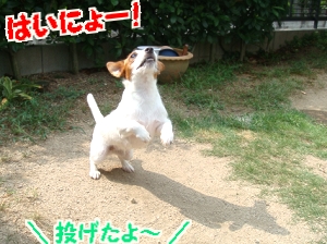 お庭遊び4
