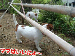 朝散歩8