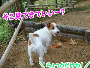 朝散歩7