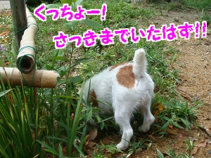 朝散歩4