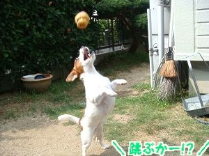お庭遊び5