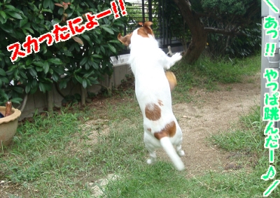 お庭遊び7