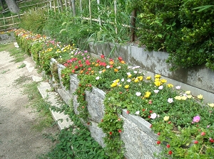 朝散歩11