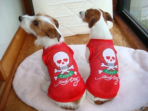 アメムラDOG4