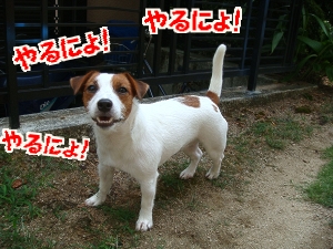 お庭遊び