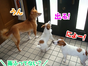 お庭遊び