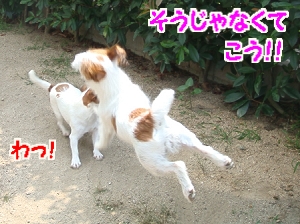 お庭遊び9