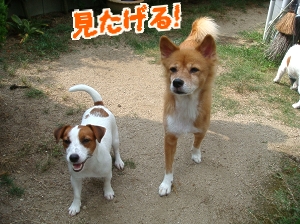 お庭遊び3