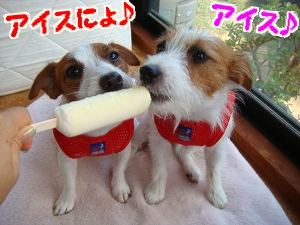 アメムラDOG3