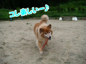 広場お散歩12