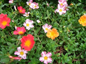 朝散歩12