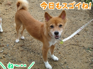 朝散歩5