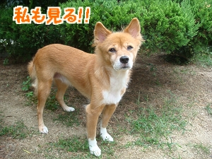 お庭遊び4