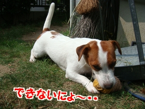 お庭遊び11