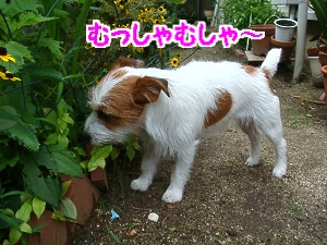 DSC04910