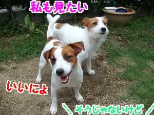 お庭遊び3