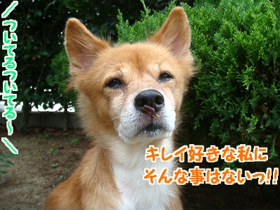 お庭遊び11
