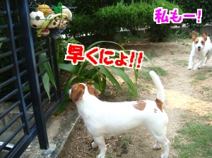 お庭遊び2