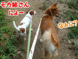 朝散歩9