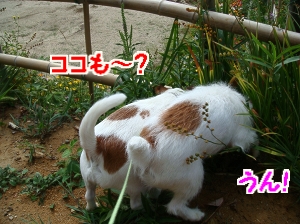 朝散歩3