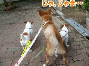 朝散歩