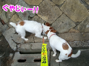 朝散歩14